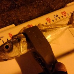 出張間でアジング