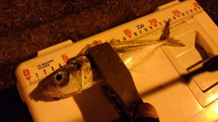 出張間でアジング