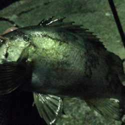 春告魚楽しくなってきました！