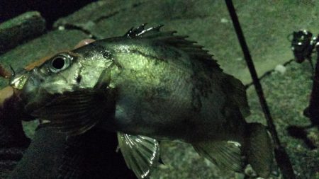 春告魚楽しくなってきました！