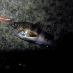 富津のメバルはまだ？小ぶり