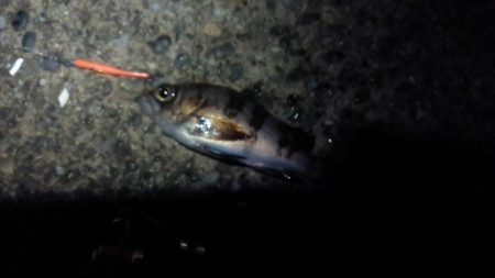 富津のメバルはまだ？小ぶり