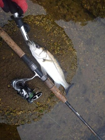 朝マズメボイル