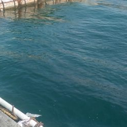 カタタの釣り堀でヒラス狙い