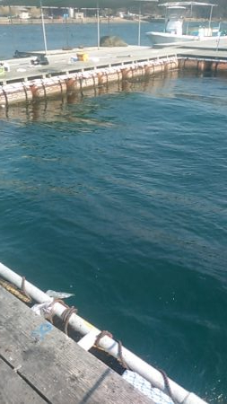 カタタの釣り堀でヒラス狙い