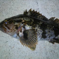 湾奥メバルプラッギング!