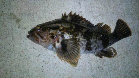 湾奥メバルプラッギング!