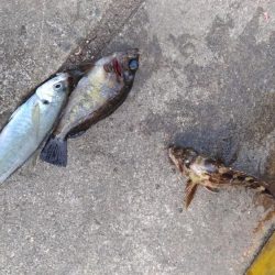 まるまる太ったアジ