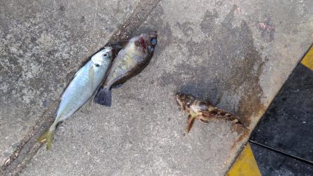 まるまる太ったアジ