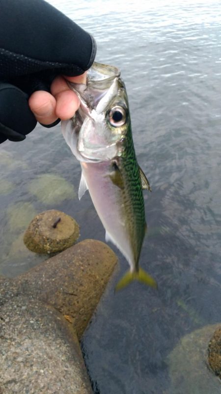 渋いけど、なんとか…