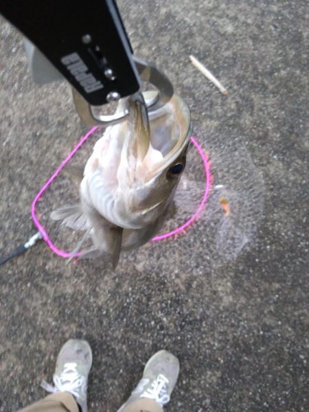 小型ですがシーバス