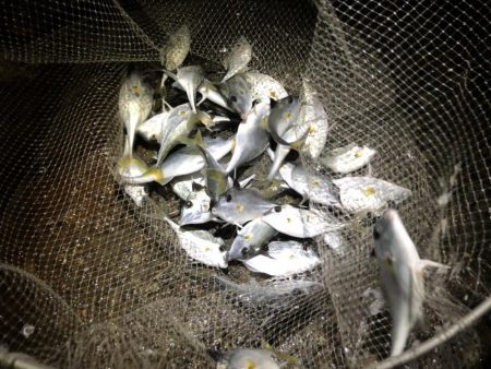 タコ、メバルなど