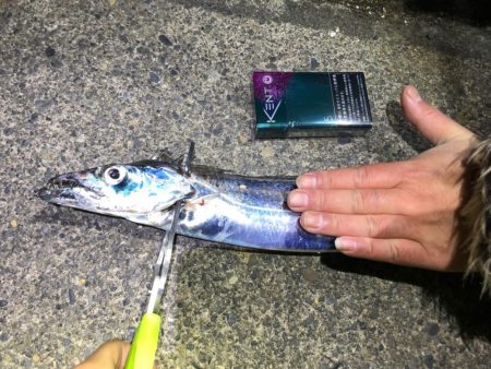 太刀魚、コウイカ、アオリイカなど