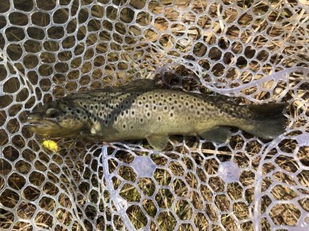 鹿島槍ガーデンでブラウン