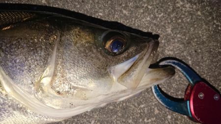 サタデーナイトシーバス調査