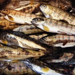 解禁日だより ’19