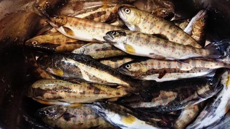 解禁日だより ’19