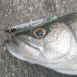 仕事帰りのシーバスハンティング