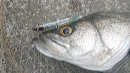 仕事帰りのシーバスハンティング