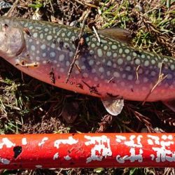 激難！朽木渓流魚センター 釣果。