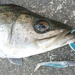 いつものデイゲームシーバス調査