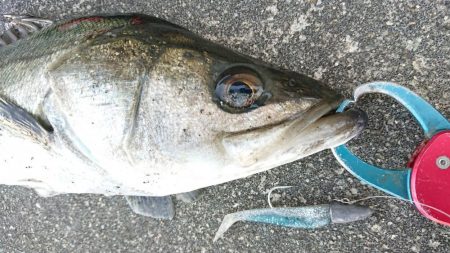 いつものデイゲームシーバス調査