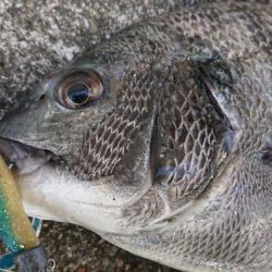 雨の日曜日三種目達成
