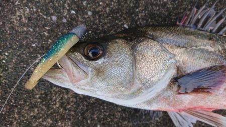 夕練シーバス調査