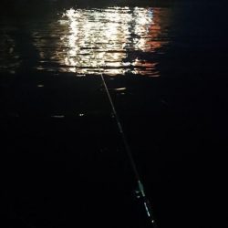 バスフィッシングからナイトシーバスゲーム