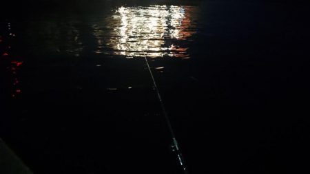 バスフィッシングからナイトシーバスゲーム