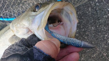 船際パターンでシーバスキャッチ♪