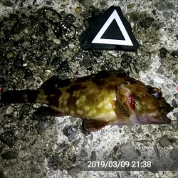 カサゴがちらほら