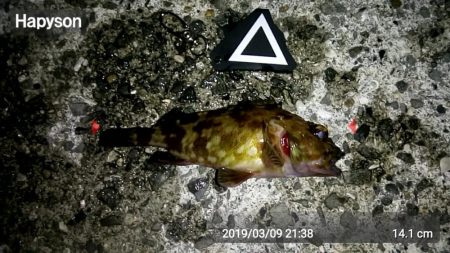 カサゴがちらほら