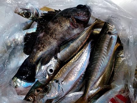 サビキ釣りで、アジ釣れました!!