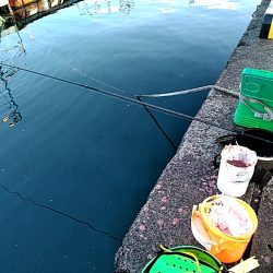 サビキ釣りで、サバとアジ釣れました!!