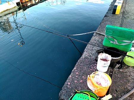 サビキ釣りで、サバとアジ釣れました!!