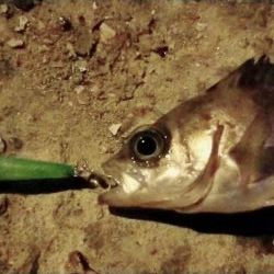 メバルプラッキング