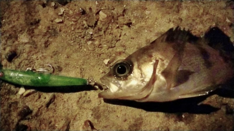 メバルプラッキング