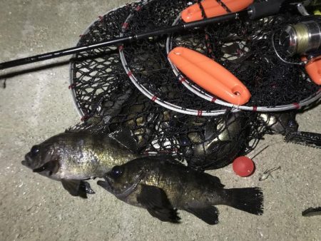 「今日は釣れるでー」と