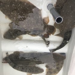 Magic(マジック) 釣果