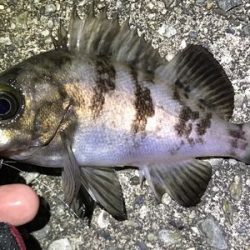 久しぶりの釣り