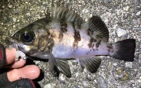 久しぶりの釣り