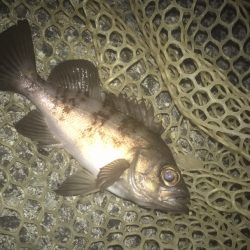 ガシラ・メバル