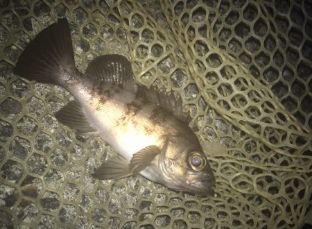 ガシラ・メバル