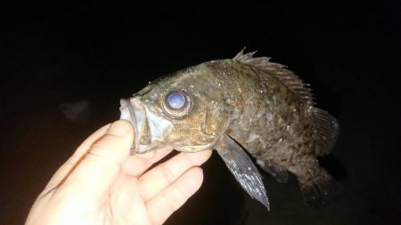 いつもの場所でデカメバル