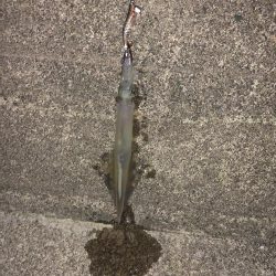 イカ釣りを教えるの巻