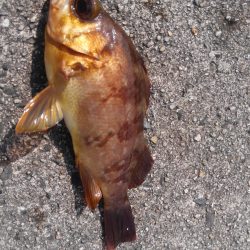 やっと春がきました