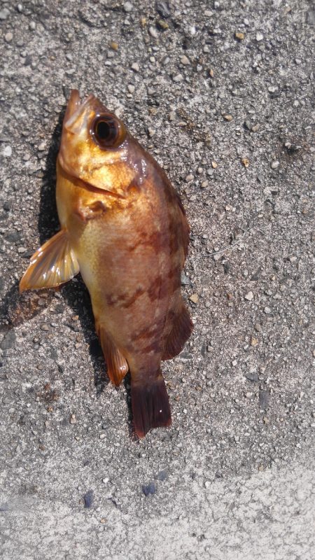 やっと春がきました