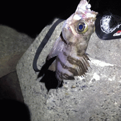 姫路メバリング(2019-7)