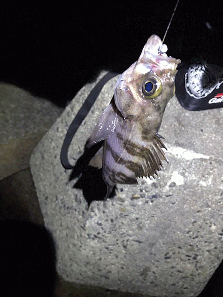 姫路メバリング(2019-7)